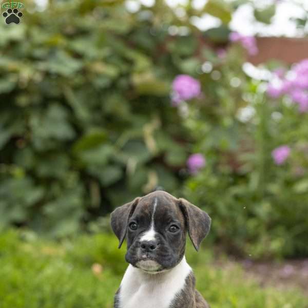 Boots, Boxer Puppy